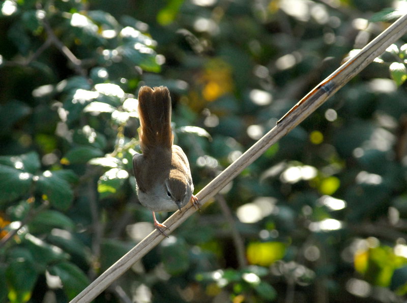 Avifauna humor